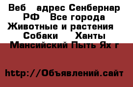 Веб – адрес Сенбернар.РФ - Все города Животные и растения » Собаки   . Ханты-Мансийский,Пыть-Ях г.